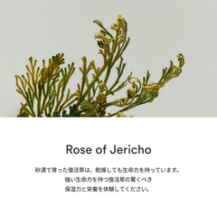 Abib Jericho Rose PHA Toner on cotton pad for application