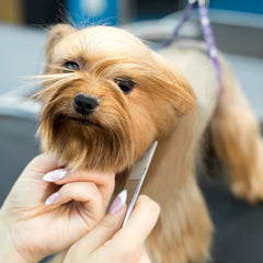 Chris Christensen Buttercomb rounded-tip pins provide gentle, friction-free grooming to prevent coat breakage.