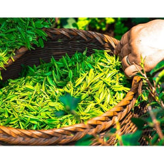 ECO amenities bar soap cruelty-free formula ideal for guest rooms