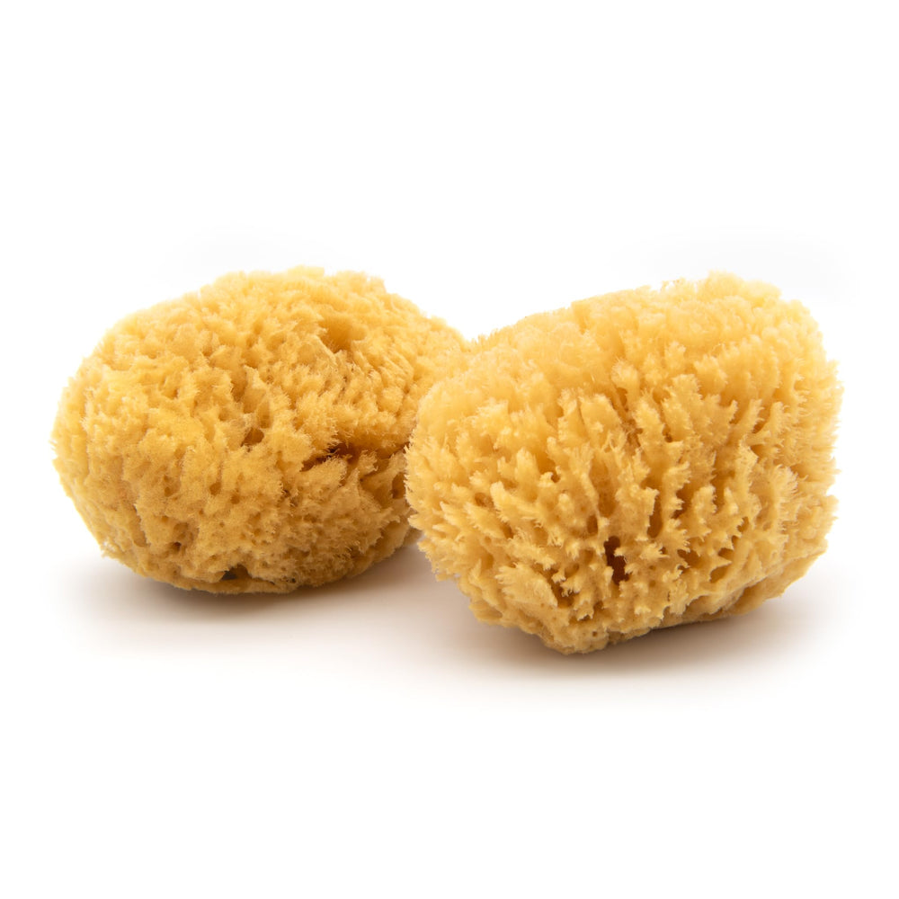 Neptune Caribbean Sea Sponge 2 Pack with natural hand-cut shapes for gentle daily cleansing