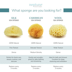 Neptune Caribbean Sea Sponge texture appears ultra-soft for delicate cleansing