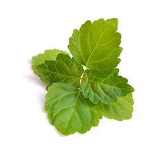 US Organic Patchouli con gotero europeo: medición precisa para diluciones seguras.