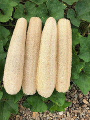 YEMTAL natural loofah sponges front view for daily exfoliation
