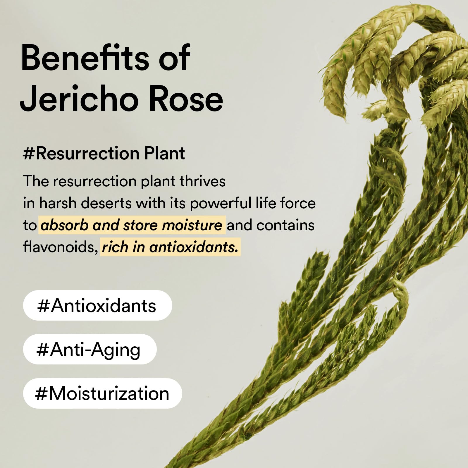 Abib Jericho Rose tube product on vanity highlights Dermacosmetic testing.