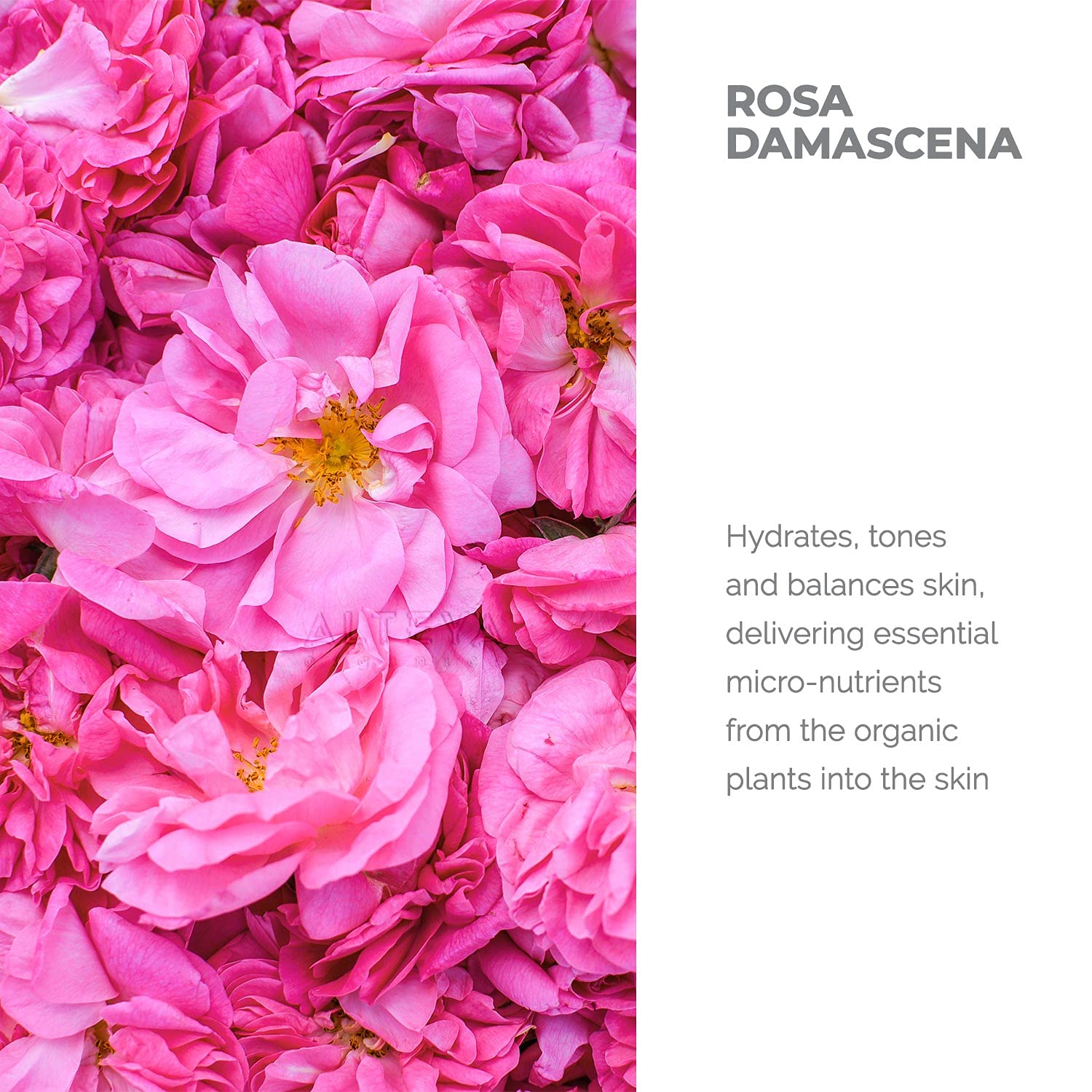 Bulgarian Rosa Damascena roses close-up with Alteya Rose Water for pure hydration