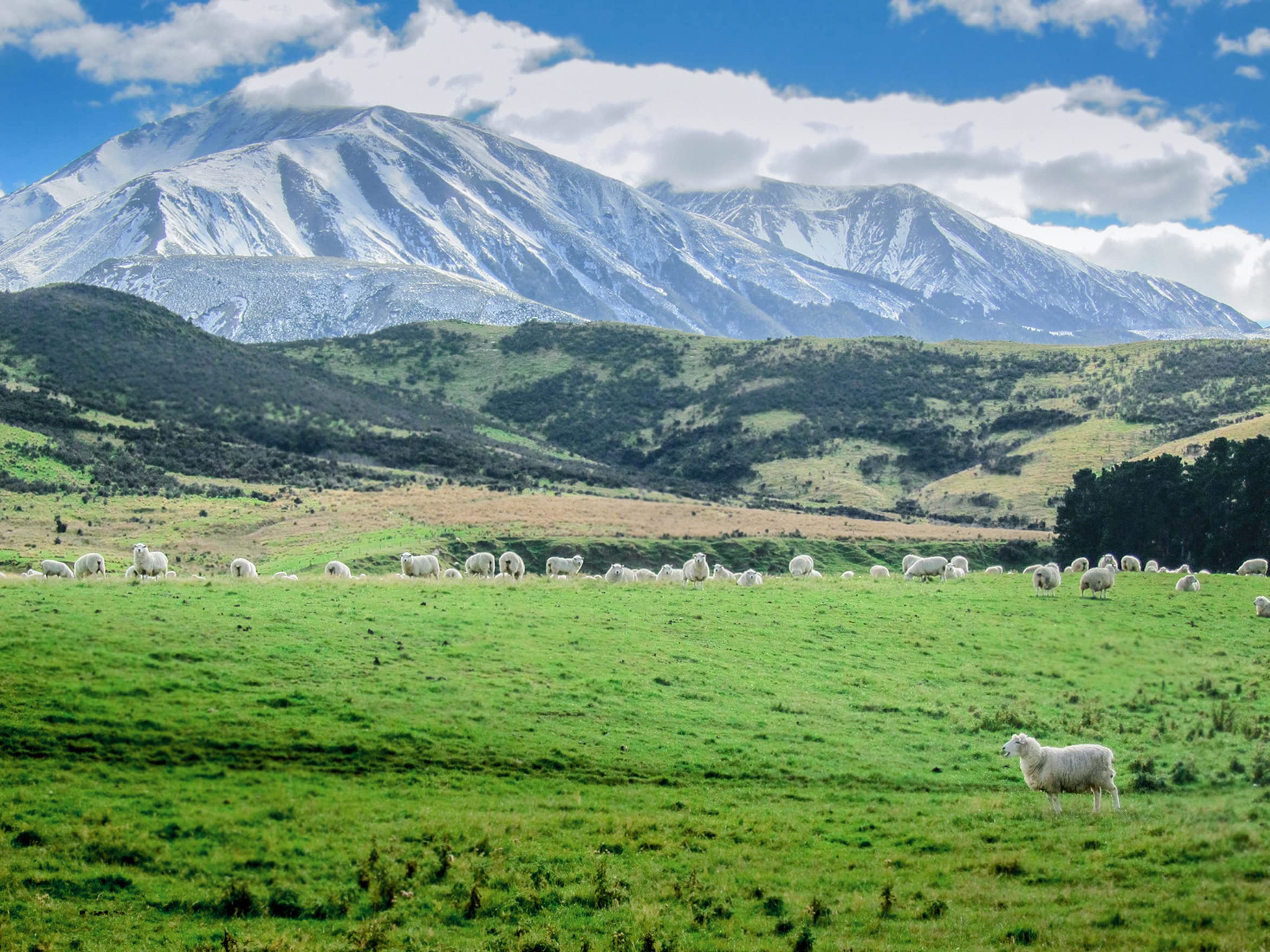 Antler Farms New Zealand Lanolin sourcing highlights free-grazing Merino sheep.