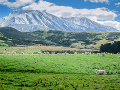 Antler Farms New Zealand Lanolin sourcing highlights free-grazing Merino sheep.