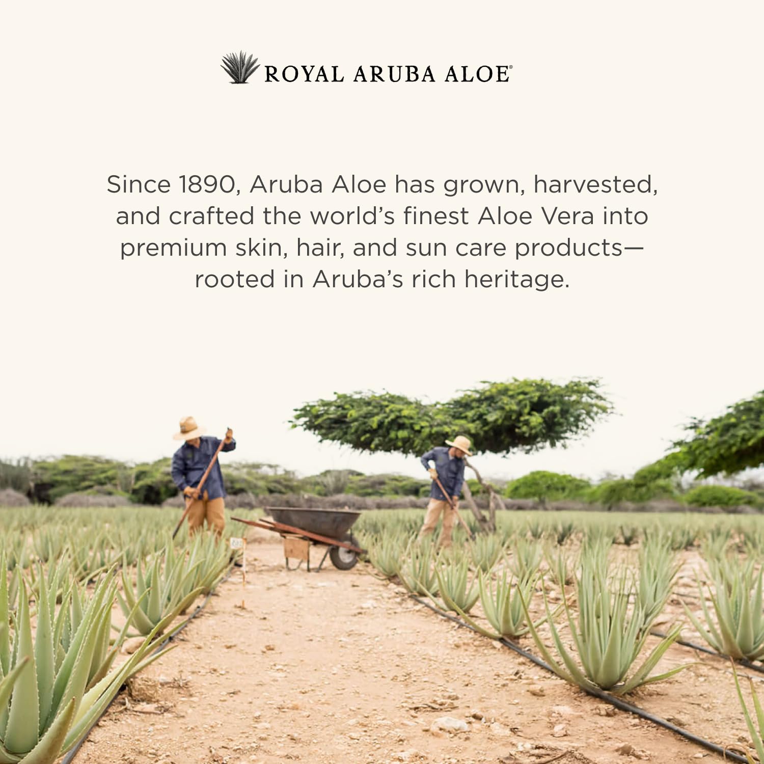 Aruba Aloe Special Care Lotion easy absorption applied to arms and hands