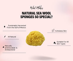 Bath & Shower Express sea wool sponge luxurious lather for shower