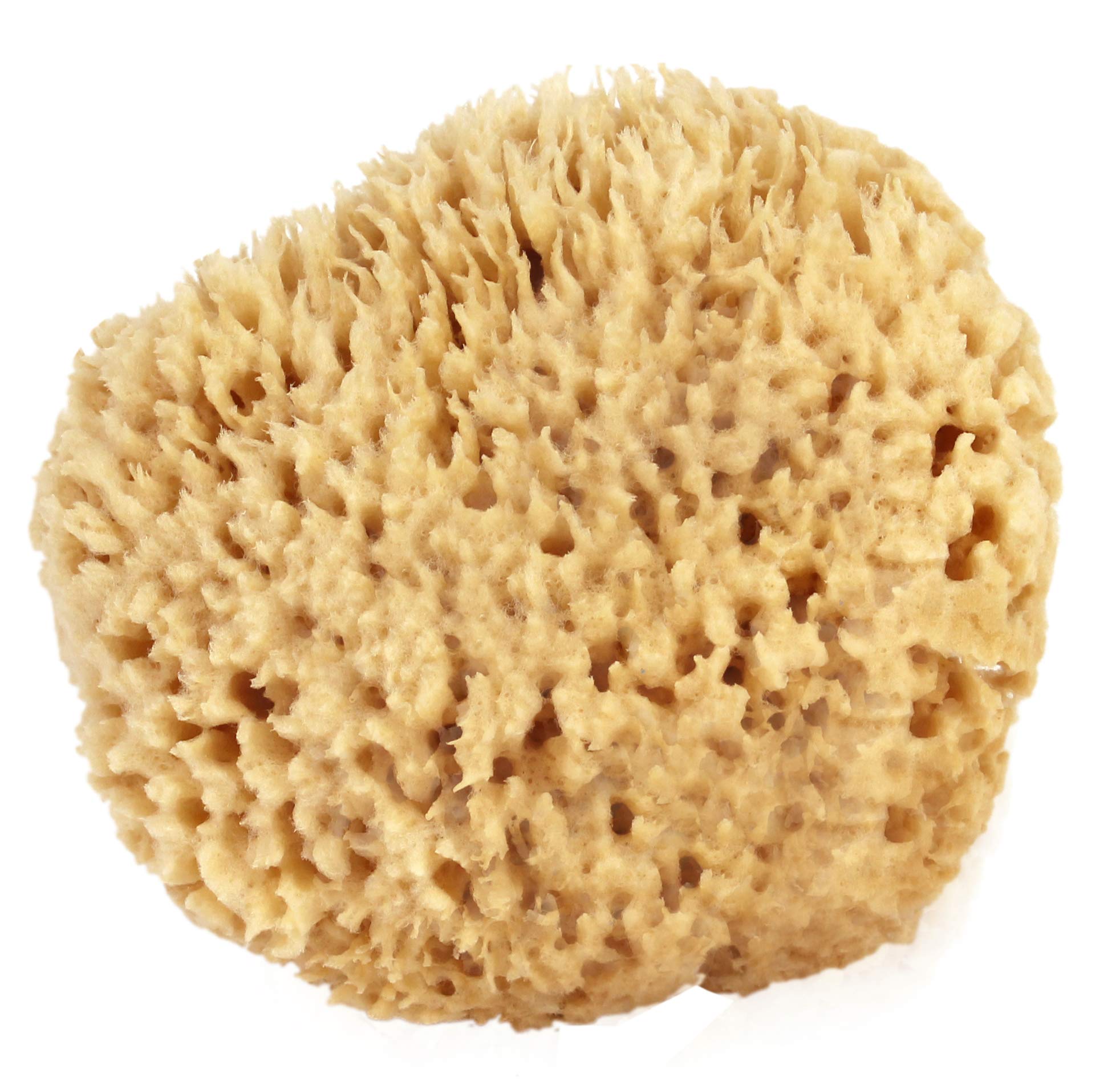 Bath & Shower Express Sea Wool Sponge softness closeup for gentle cleansing