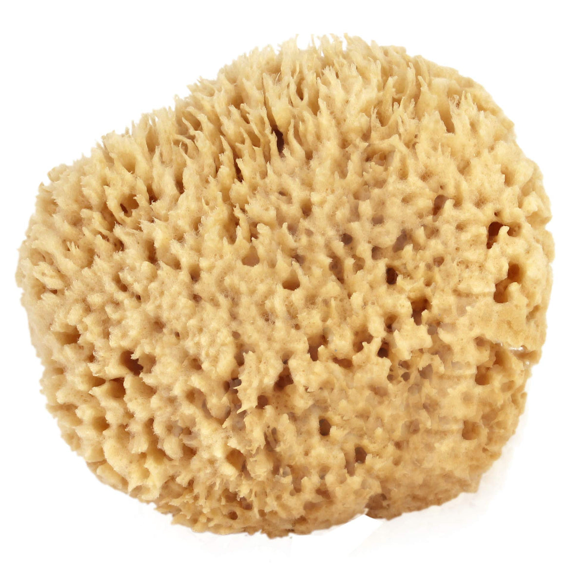 Bath & Shower Express Sea Wool Sponge softness closeup for gentle cleansing