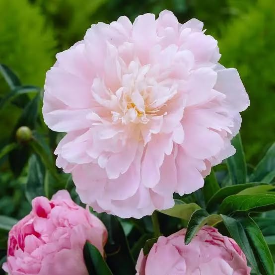BEAUTE DE PROVENCE Peony Oil on face for daily moisture and glow