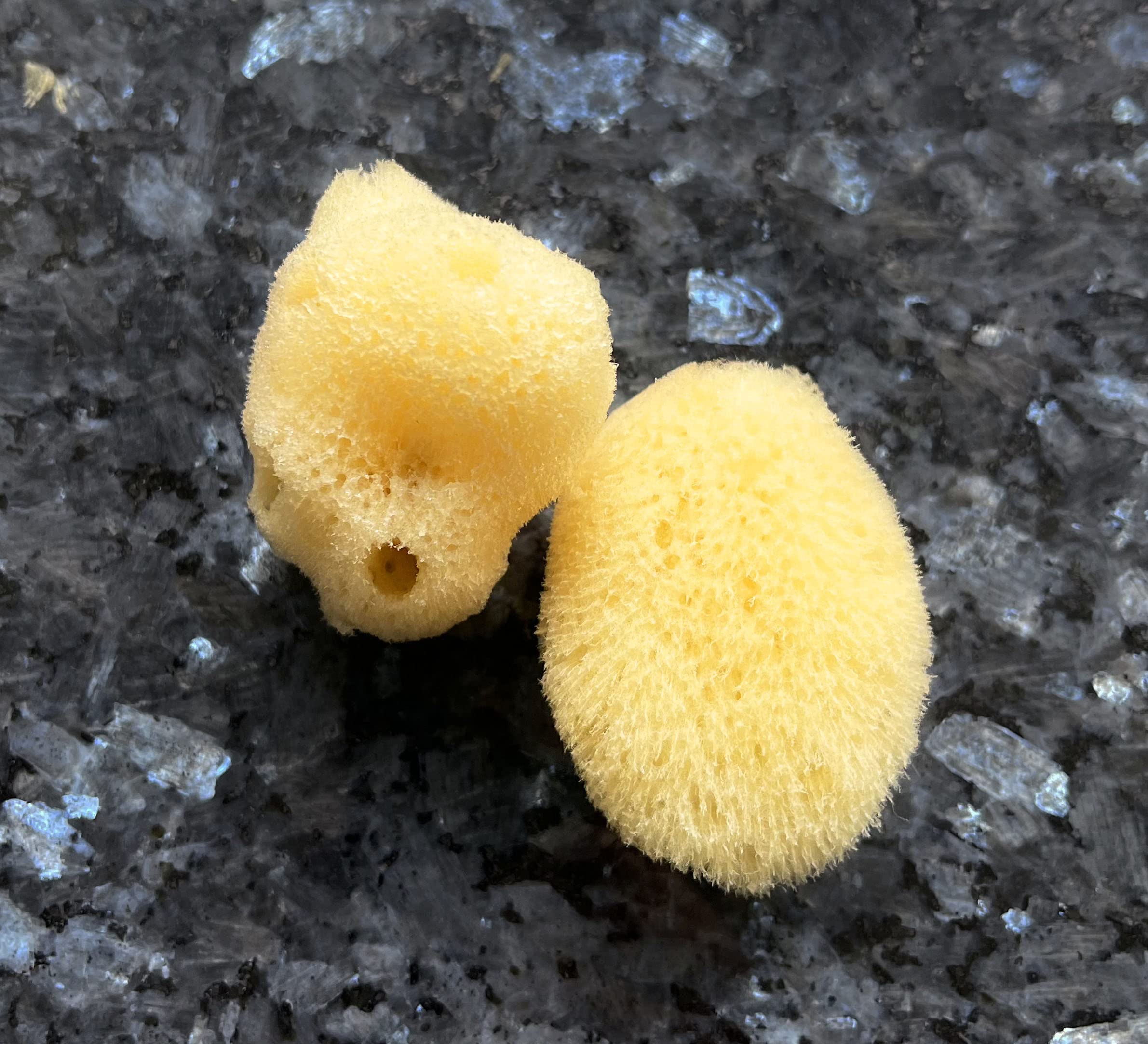 Constantia Beauty bath and shower sea sponges absorbent texture for washing