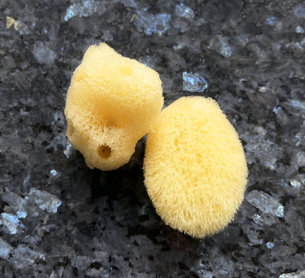 Constantia Beauty bath and shower sea sponges absorbent texture for washing