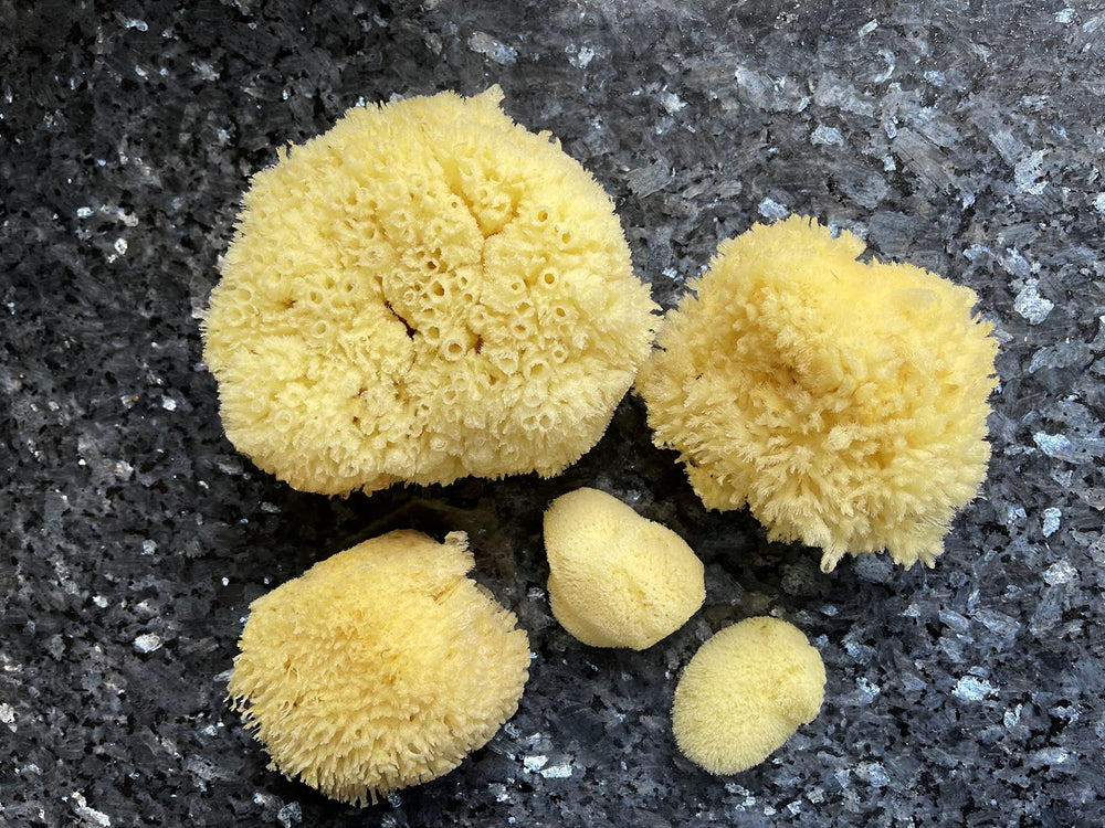 Constantia Beauty sea sponges for facial cleansing and gentle skin care