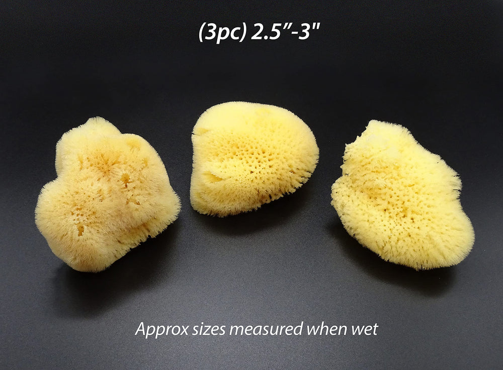 Constantia Beauty Natural Sea Silk Sponges reusable alternative to cotton for daily routines.