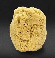 Constantia Man sea sponge exfoliation texture promotes gentle cleansing and skin care.