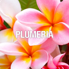 Curve Wave top-notes ginger orchid close-up hint tropical brightness.