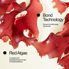 Eva NYC Ritual Repair Shampoo highlights red algae for resilience and vitality