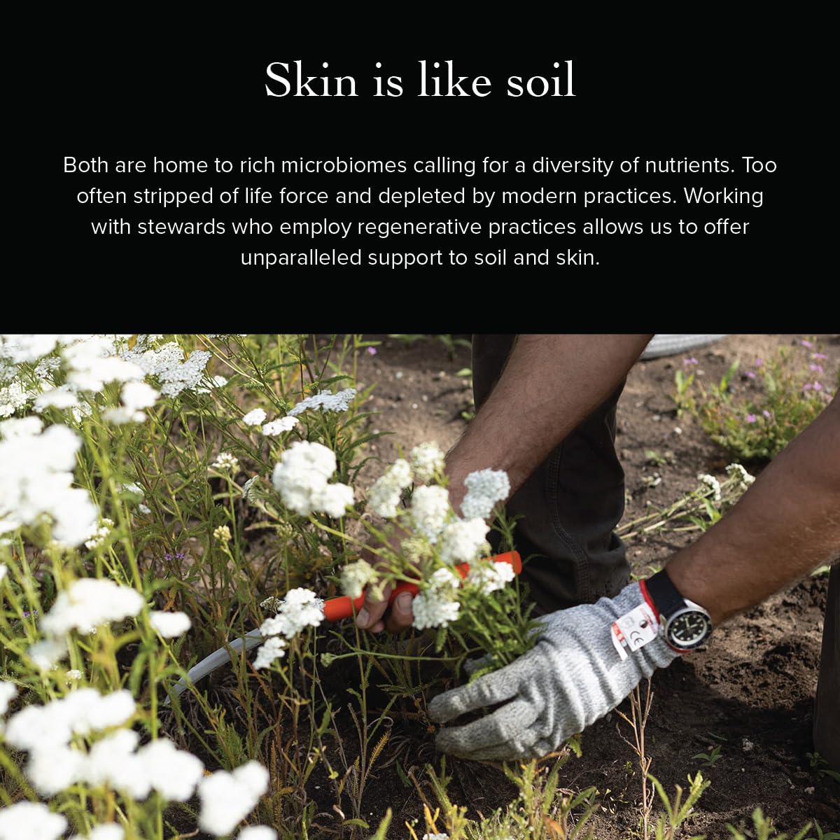 eco-friendly packaging of evanhealy frankincense hydrosoul, aligning with sustainable harvesting.