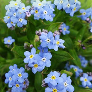 Forget-Me-Not oil on hands and cuticles delivering soothing moisture.