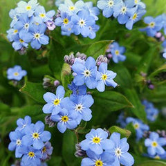 Forget-Me-Not oil on hands and cuticles delivering soothing moisture.