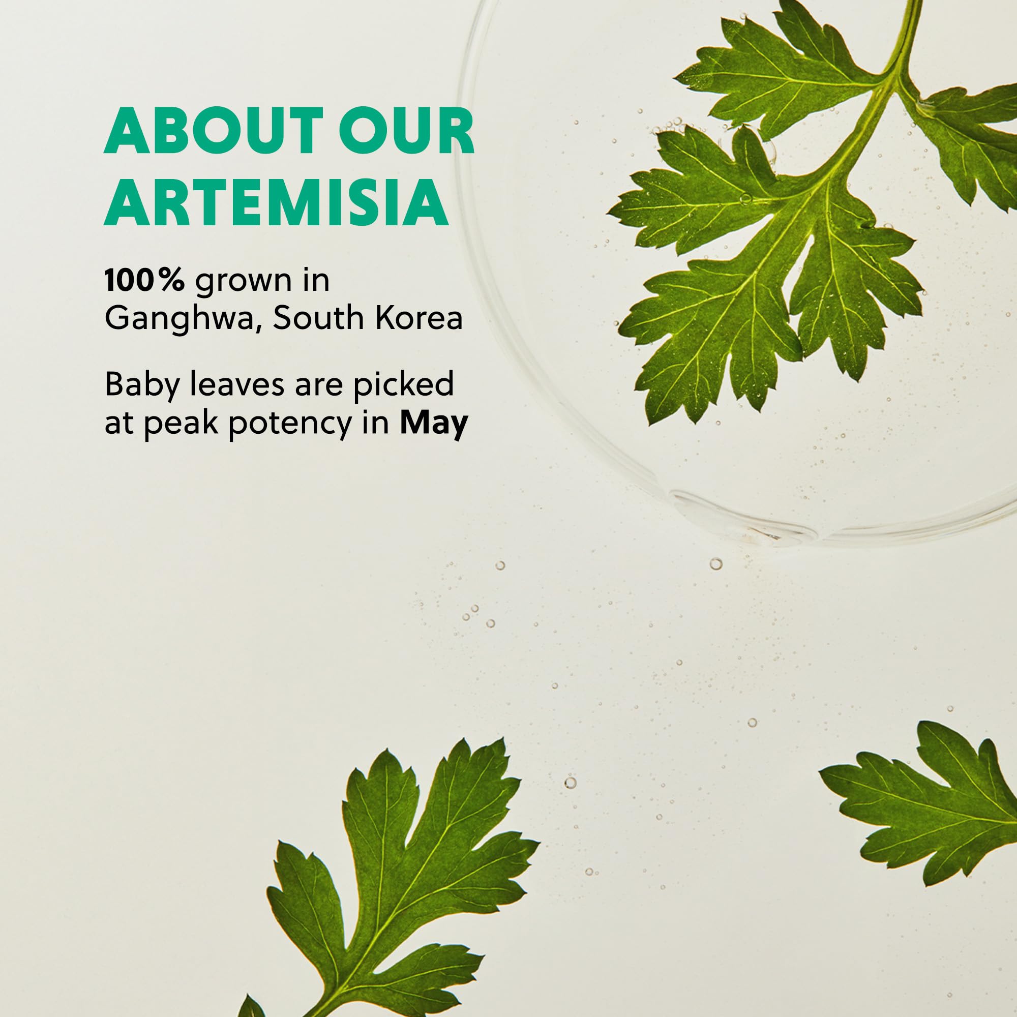 Hanyul Artemisia Soothing Gel Cream anti-redness closeup suggests calming properties.