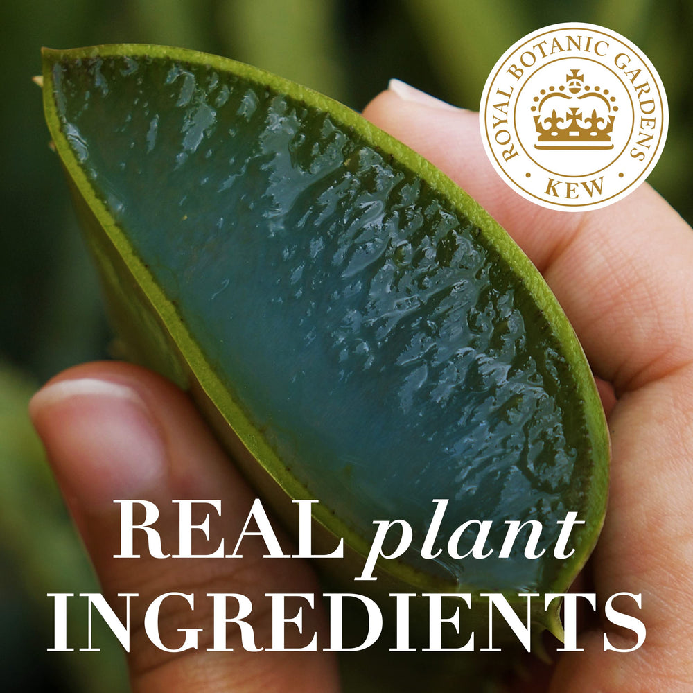Herbal Essences Bio Renew Argan Oil Aloe mist aloe leaf close-up highlights natural ingredients