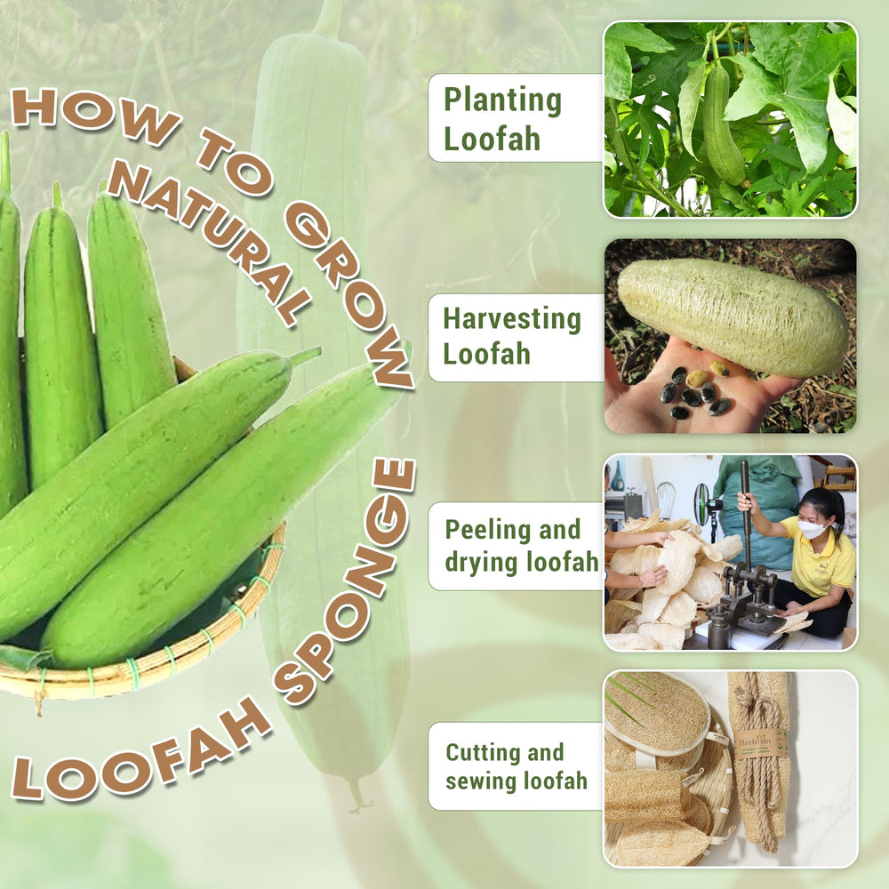 Herbvian durable plant-based loofah demonstrates long-lasting natural construction