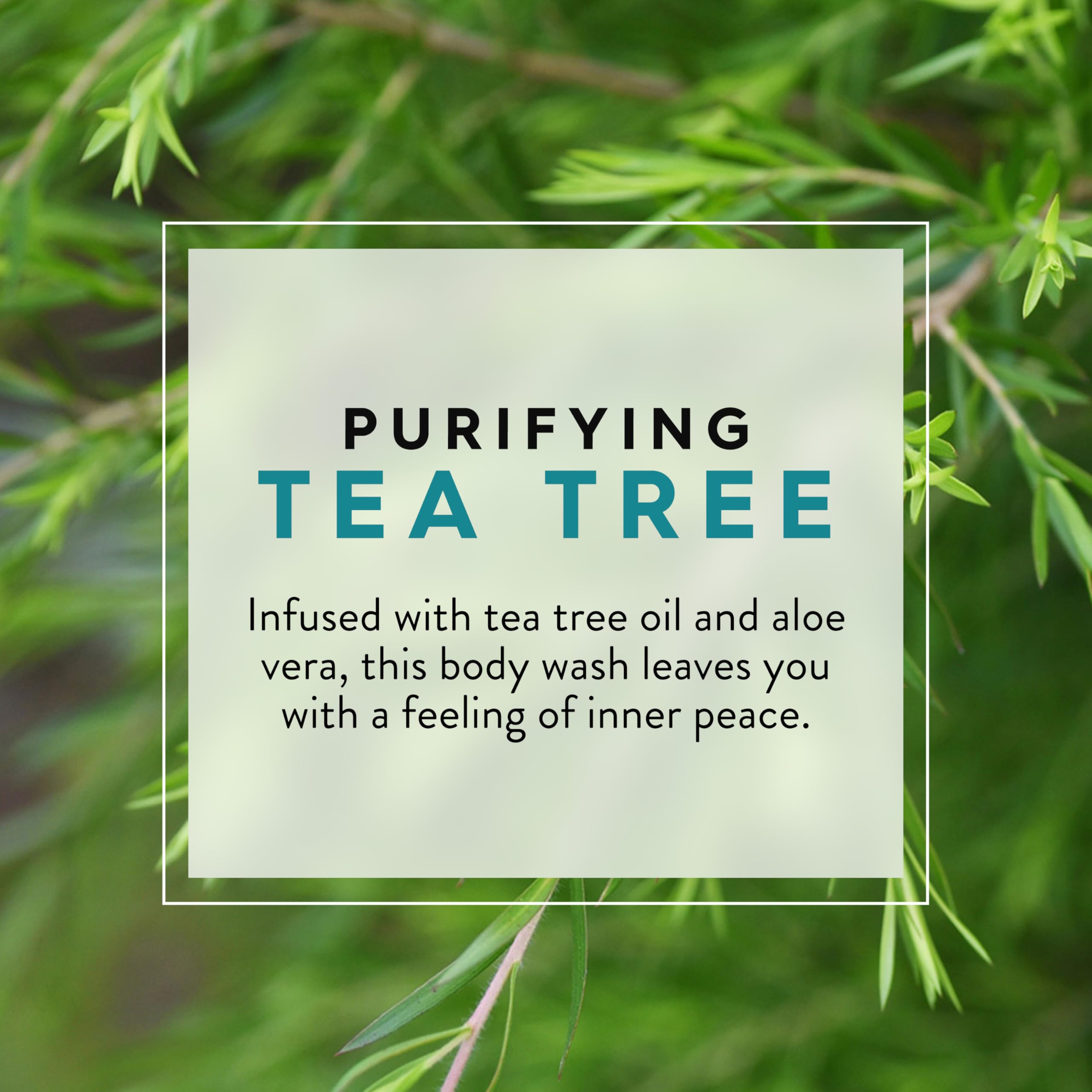 JASON Tea Tree Purifying Body Wash foam for refreshing daily cleansing