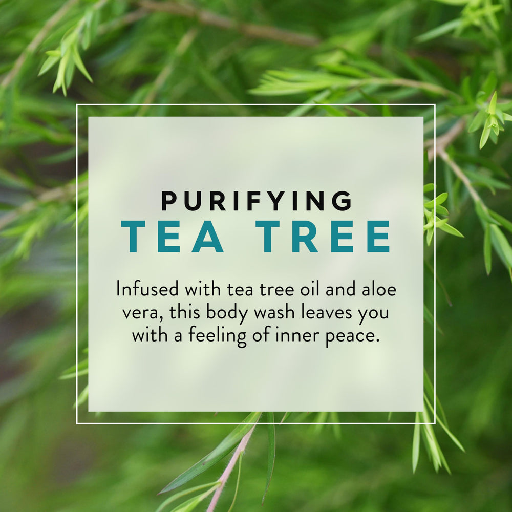 JASON Tea Tree Purifying Body Wash foam for refreshing daily cleansing