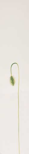 Kenzo Flower By Kenzo wearable perfume idea for daily sophistication