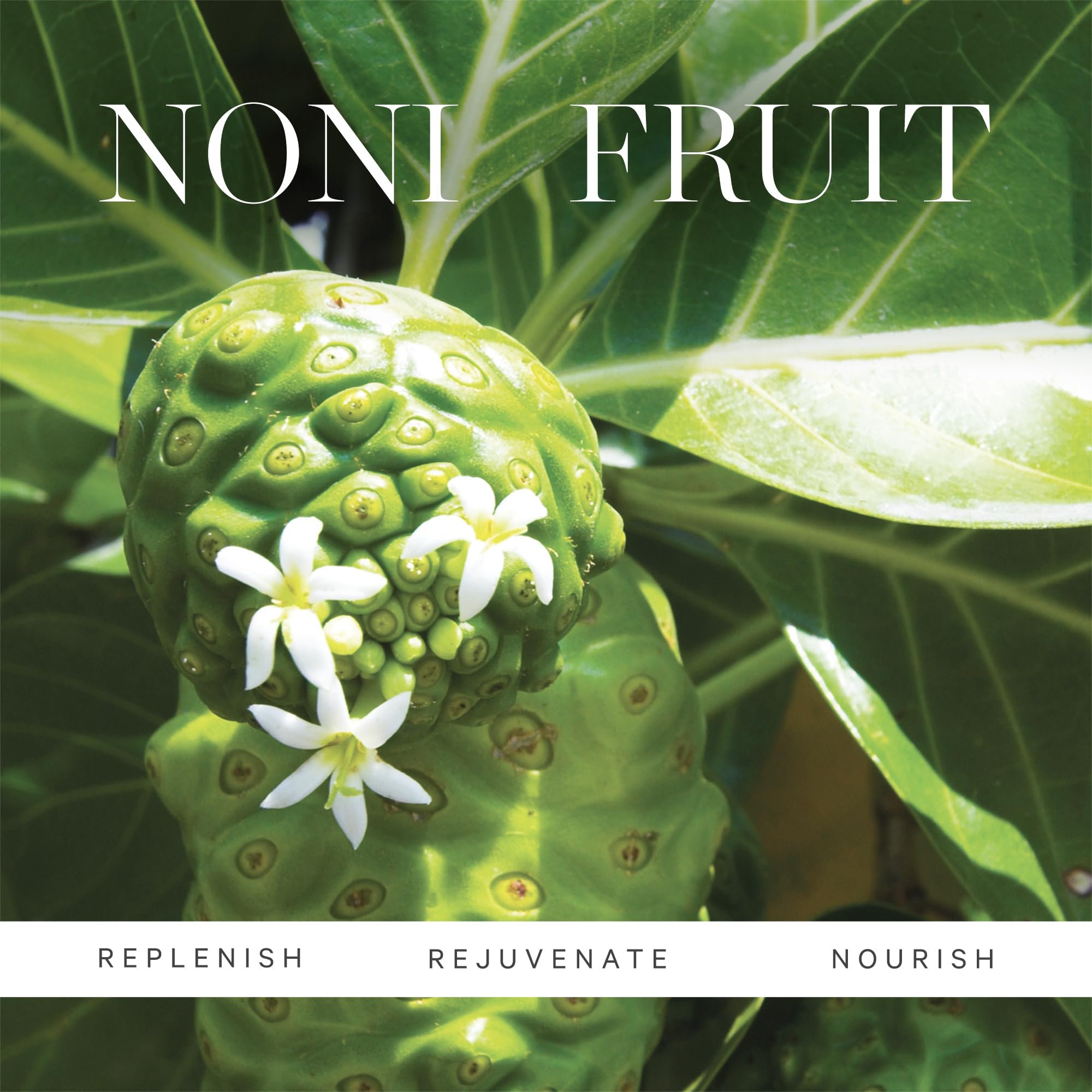 KORA Organics Noni Eye Oil ingredients tomato and marine bamboo for brightening under-eye areas.