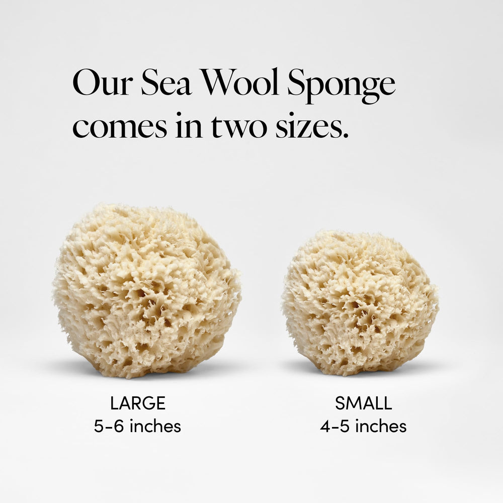LATHER hypoallergenic sea wool sponge gentle on sensitive skin