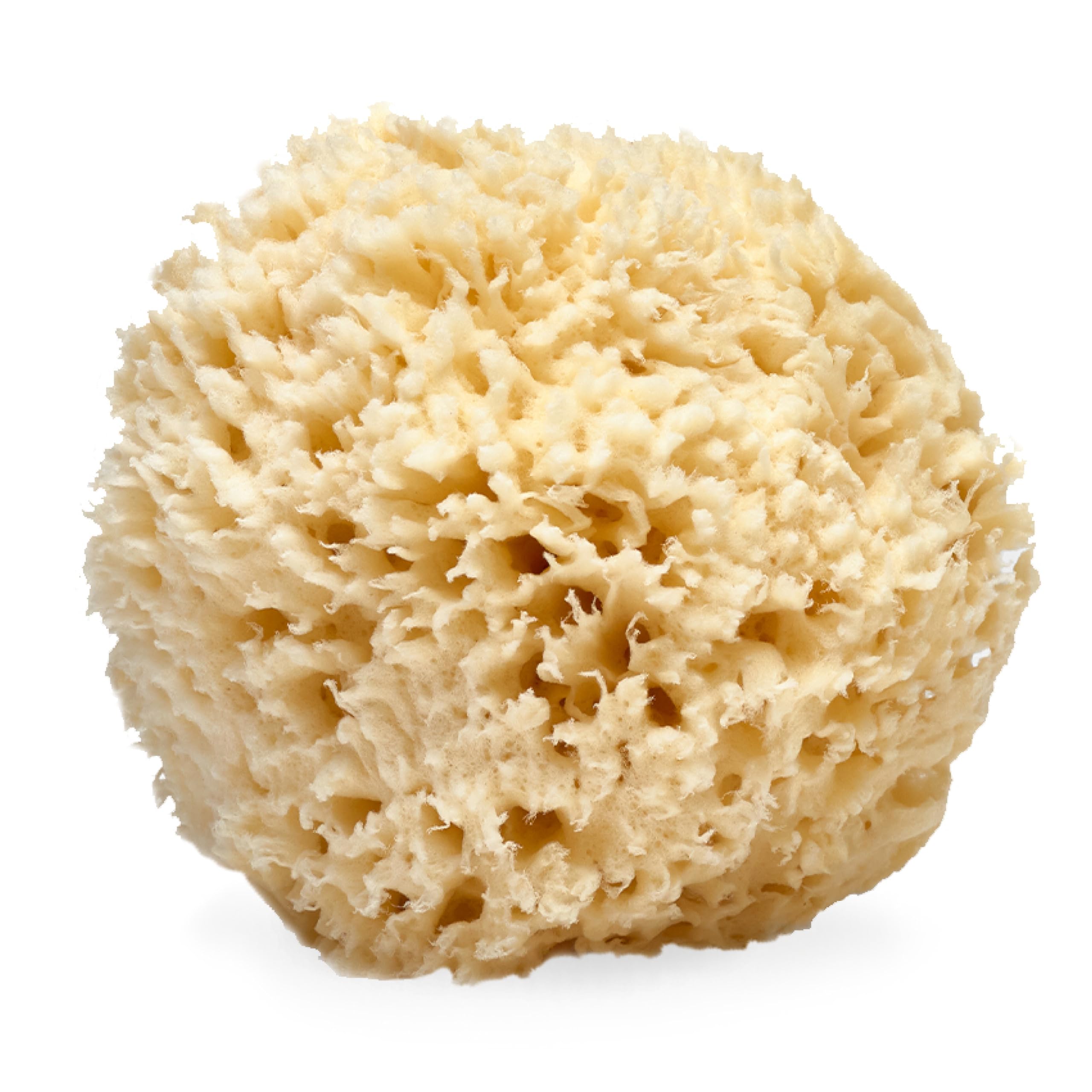LATHER natural sea wool sponge 5-6 inch delivers eco-friendly gentle exfoliation