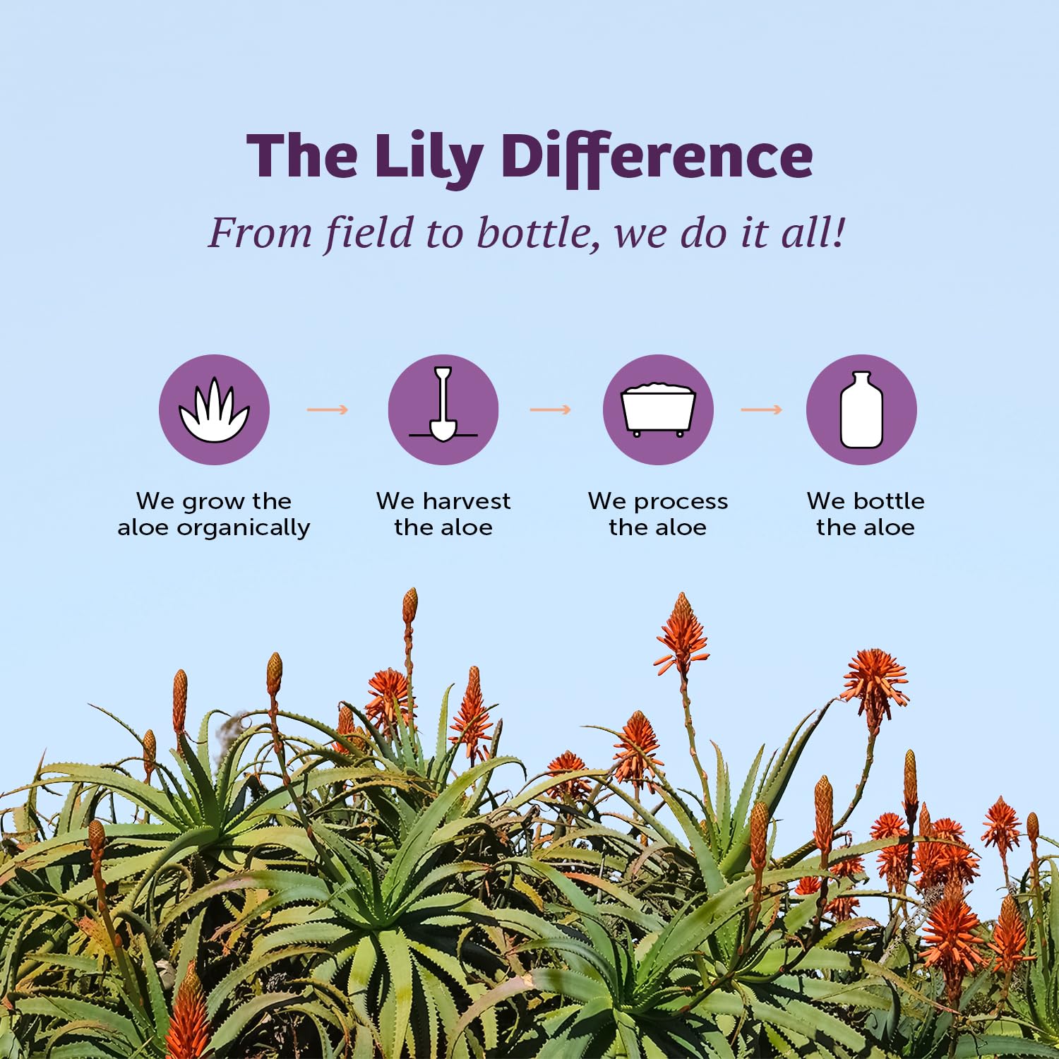 Lily of the Desert Gelly 16oz packaging conveys value and convenience for travel.