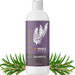 Maple Holistics Tea Tree Shampoo bottle pouring for oil control and clarifying cleanse