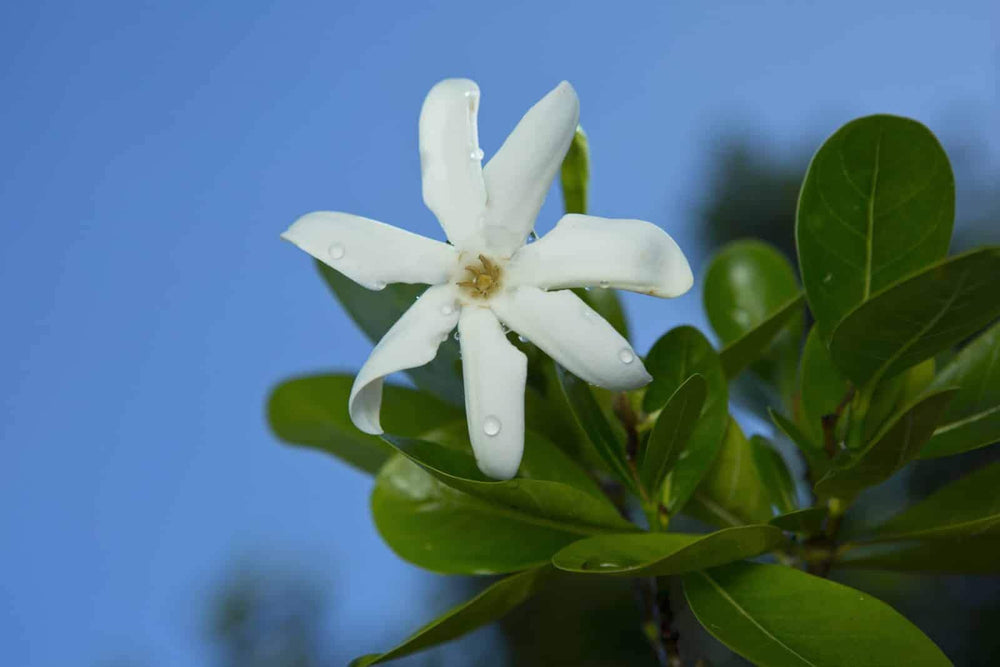 Monoi Tiki Tahiti flowers maceration highlights floral infusion and fragrance.