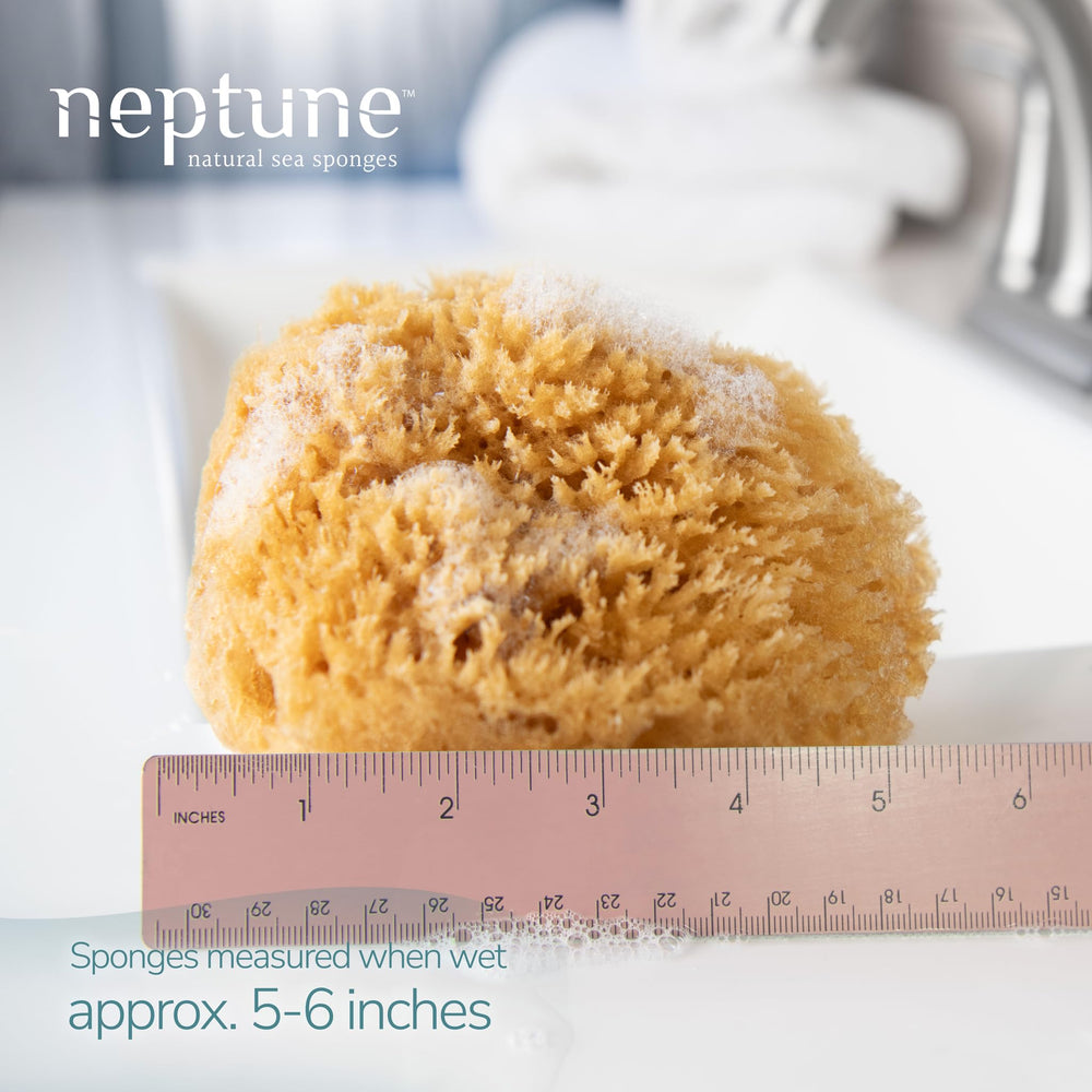 Close-up of Neptune sponge hand-cut detail enabling gentle exfoliation