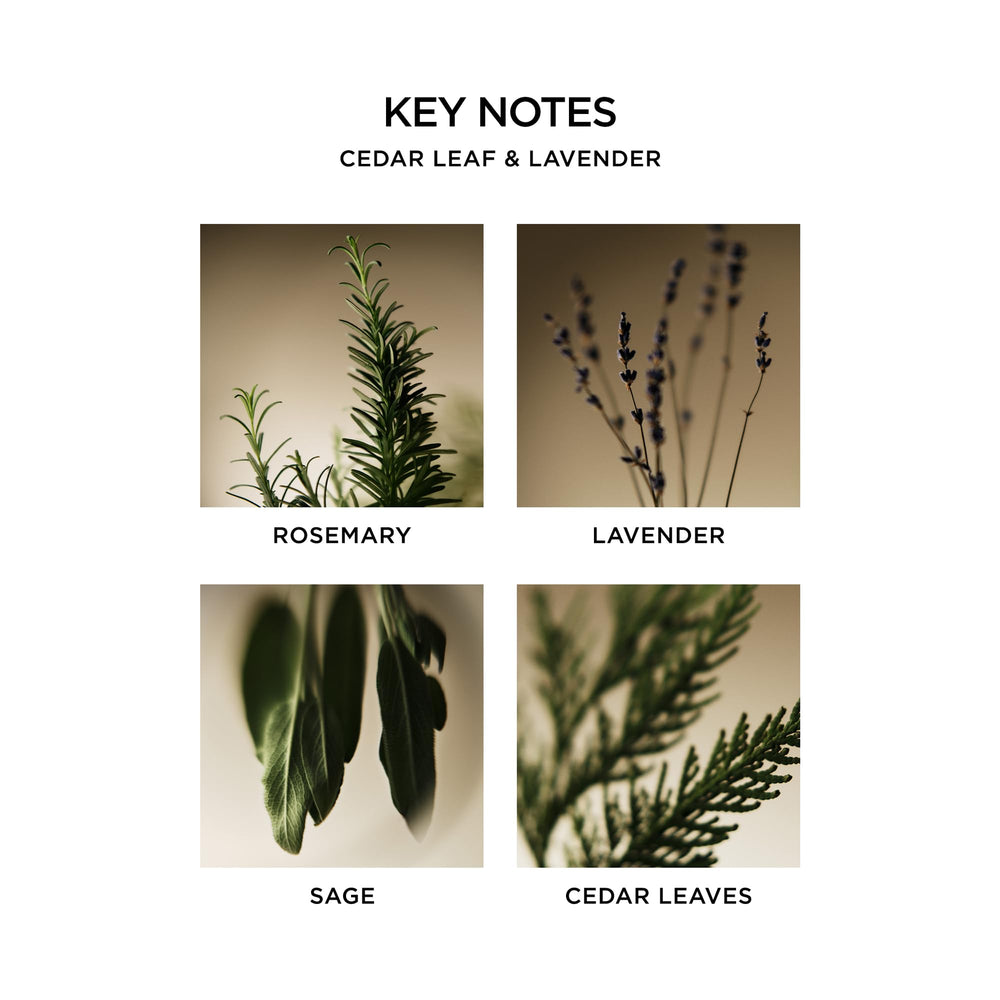 Closeup of Cedar Leaf & Lavender ingredients showing natural extracts.