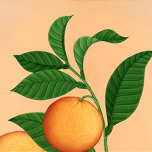 NEST New York Seville Orange Body Mist label highlighting vegan and cruelty-free formulation.