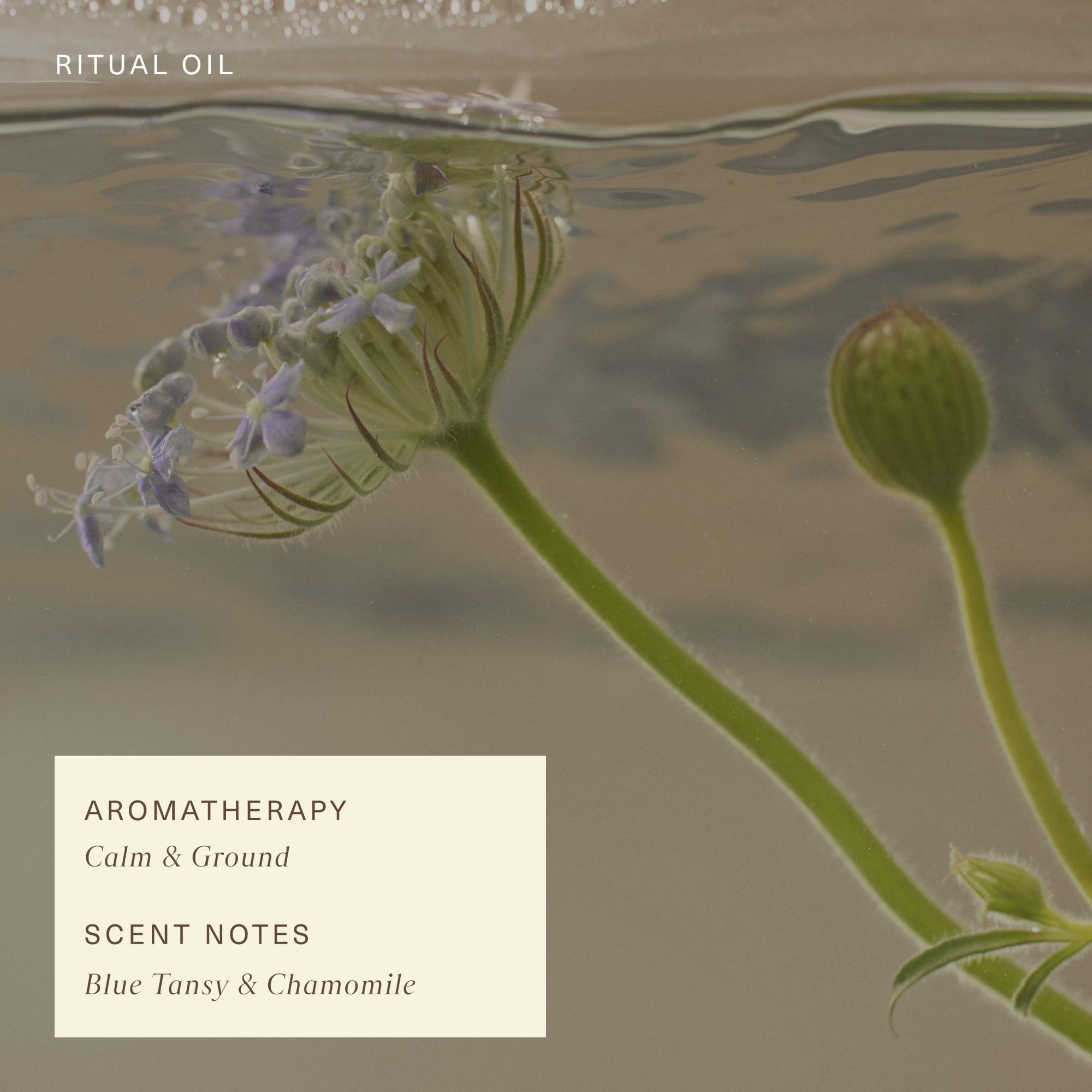 Oak Essentials blue tansy aromatherapy scene conveying spa-like calm.