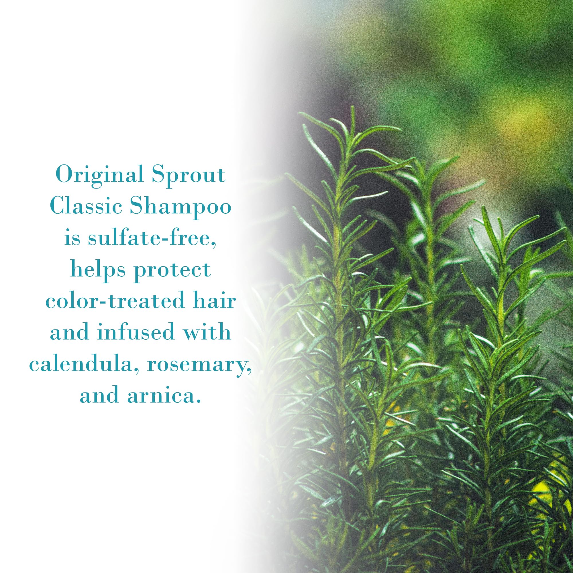 Original Sprout Classic Shampoo on color-treated hair indicating color-safe cleansing
