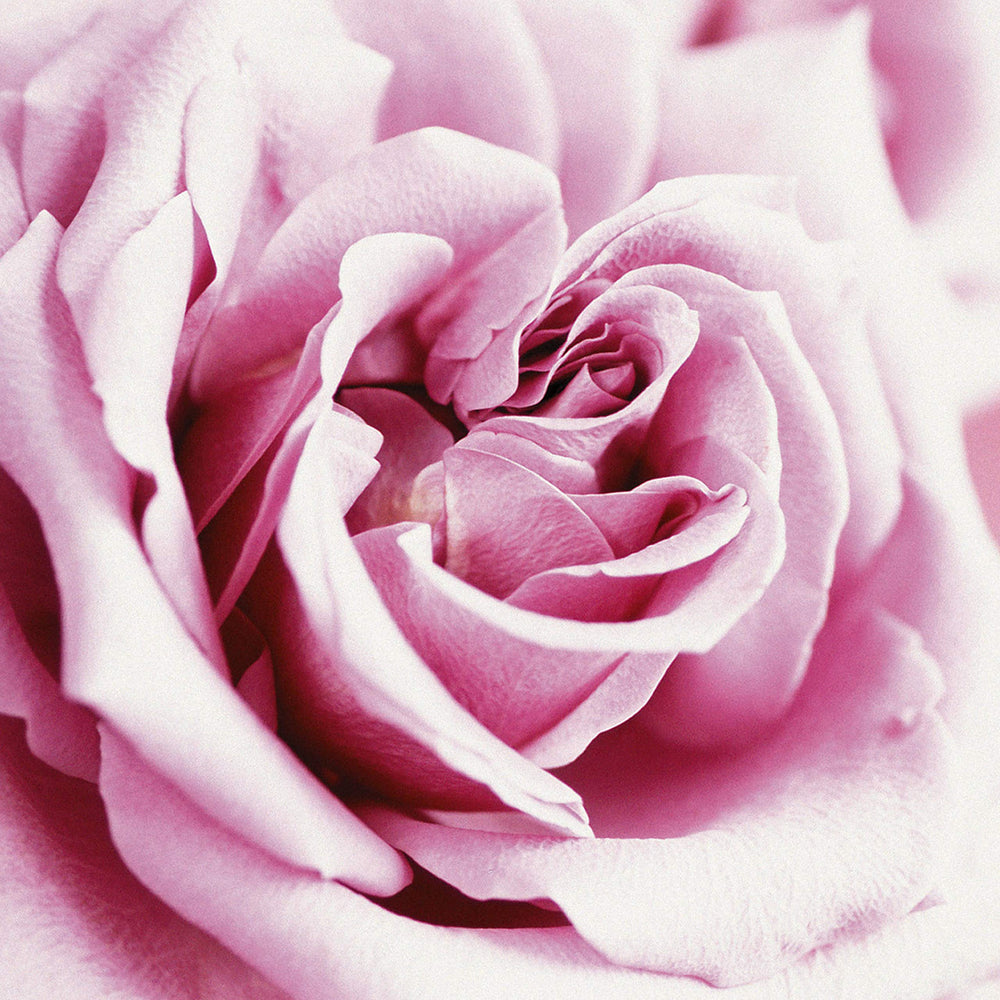 Paul Sebastian Casual floral notes featuring lily, jasmine, and rose.