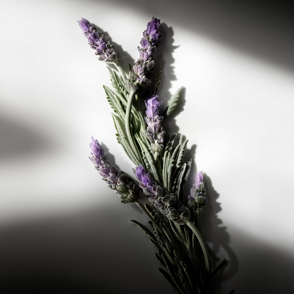 Ralph Lauren Fragrances Ralph's Club lavandin-sage closeup hints fresh sophistication.