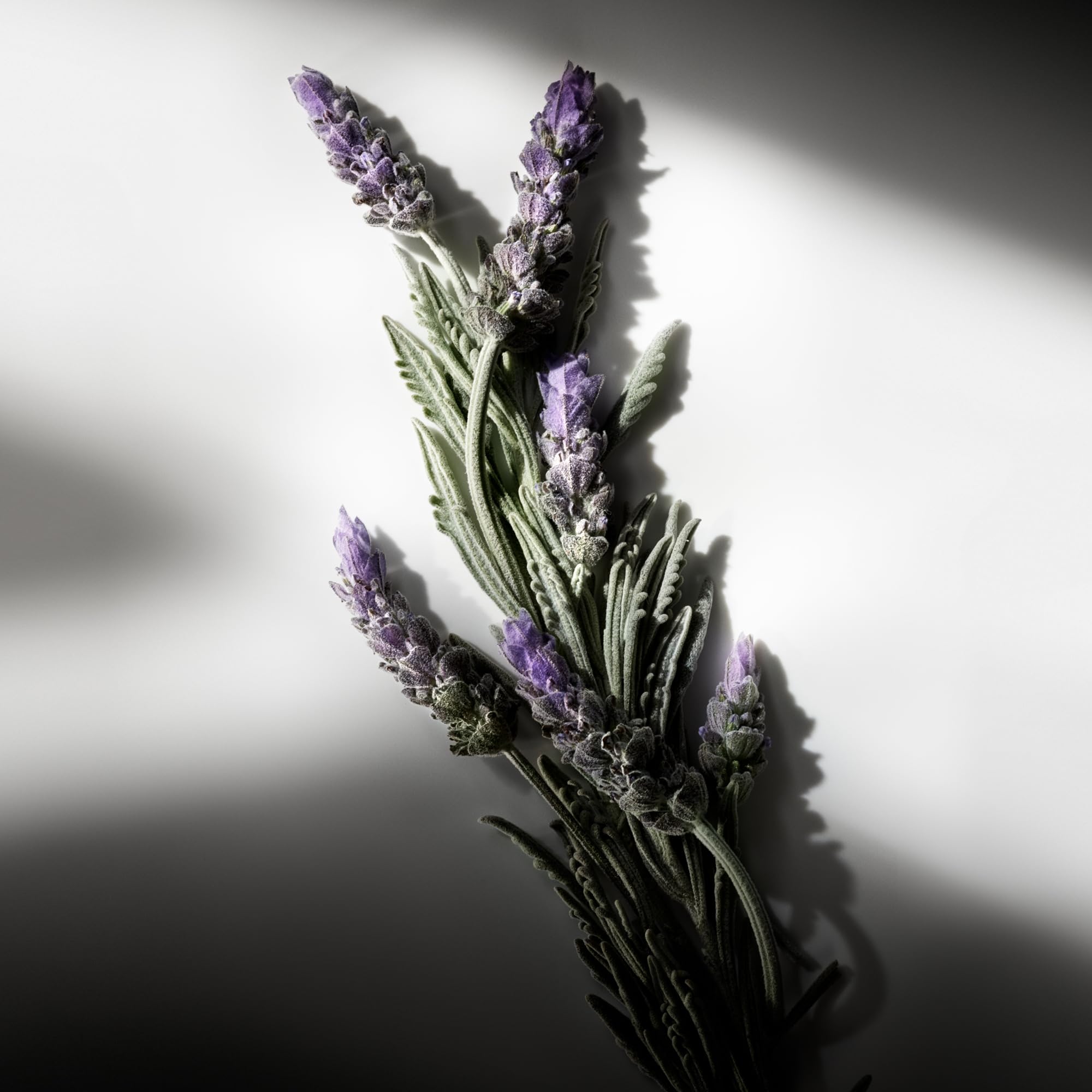 Ralph Lauren Fragrances Ralph's Club sage-lavandin close-up—fresh complexity