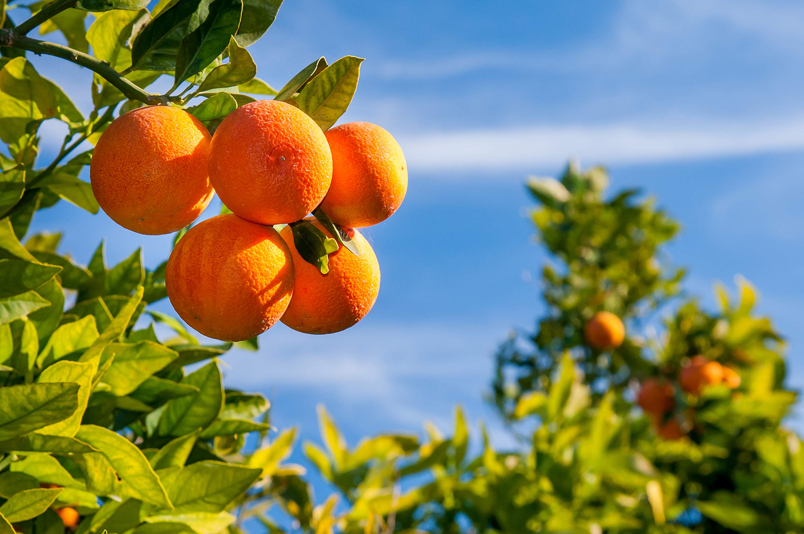 RAPSI Tarocco Moisturizer with Sicilian oranges evokes fragrance and antioxidant care.
