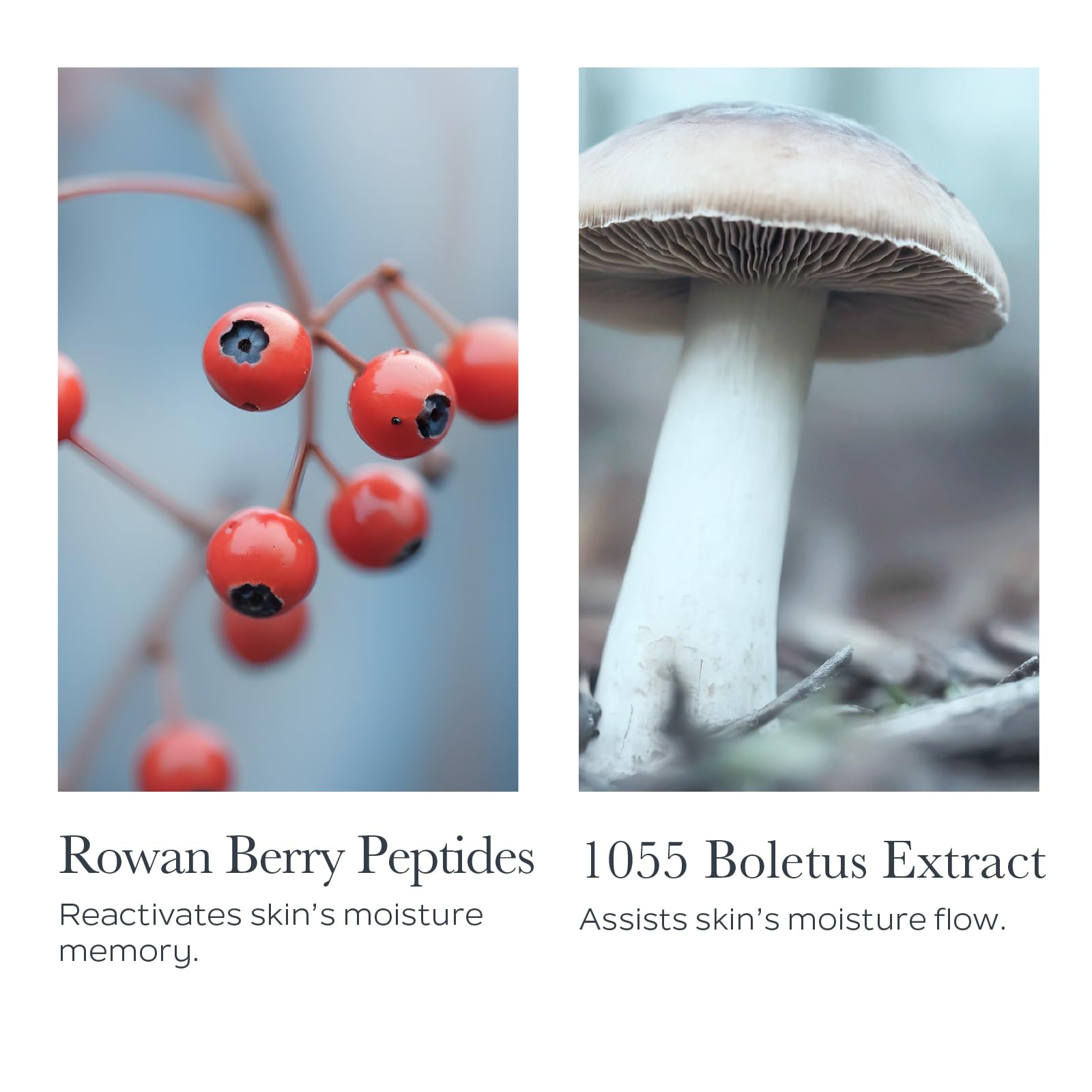 SOTHYS Hydrating Velvet Youth Cream ingredients rowan berry peptides support skin resilience