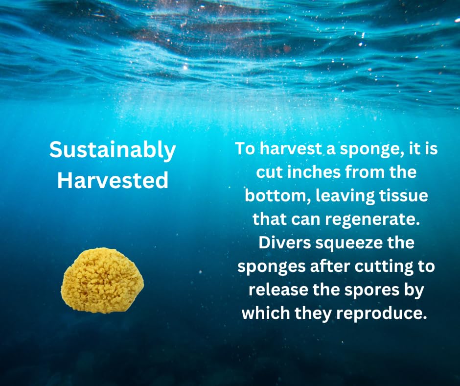 Spa Destinations 4-5 inch sea wool sponge soft texture for daily cleansing.