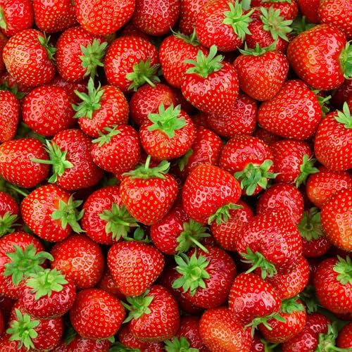 The Body Shop Strawberry Body Mist label front—vegan, natural-origin formula and strawberry extract